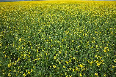 《重金属：地狱歌手》玩家数里程碑 推出全新皮肤关卡