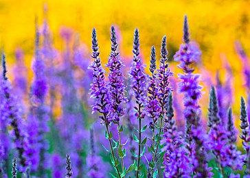 育碧希望《刺客信条：影》跳票能改变公司舆论困境